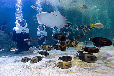 OdySea Aquarium in Scottsdale, AZ